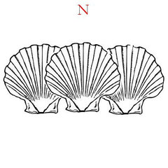  Ondes de forme : LA COQUILLE SAINT JACQUES -- Ses vertus et son utilisation -- Image