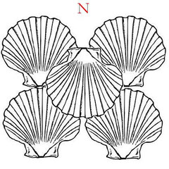  Ondes de forme : LA COQUILLE SAINT JACQUES -- Ses vertus et son utilisation -- Image