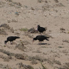 Waldrapp     Foto © Wolfgang Sprügel