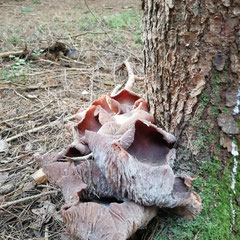 Foto © Margareta Loscher