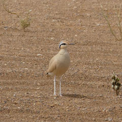 Rennvogel     Foto © Wolfgang Sprügel