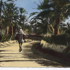 ROUTE DANS L'OASIS 14 AVRIL 1955
