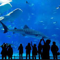 Antalya Aquarium Ticket mit Transfer