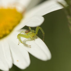 Grüne Krabbenspinne (Diaea dorsata) lauert auf einer Blüte