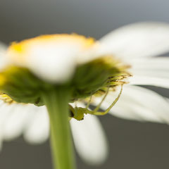Doch meistens sitzen die Spinnen gut versteckt unter der Blüte, hier ebenfalls eine Grüne Krabbenspinne (Diaea dorsata)