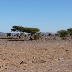 Savane pré-désertique à acacias-gommiers