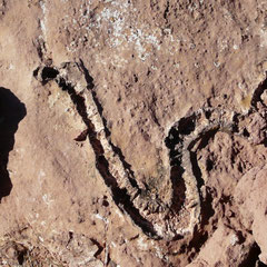 Serpent fossile?