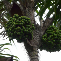 Fruits de palmier