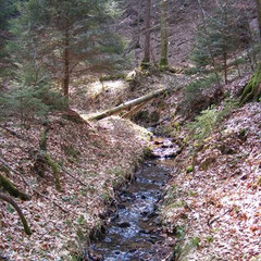 Teil der Obrunn-Schlucht