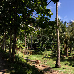 traumhafte-natur-nusa-penida-sakti