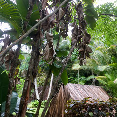 smiths-garden-kauai