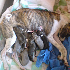 Jill mit ihrem ersten Wurf: Amos, Asmara, Ali, Amadeo, Amy, Abbey, Anina, Anabel, Anatol, Artos, Afra