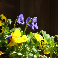 Rita's Blumen