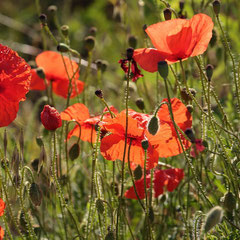 Bernard : Coquelicots