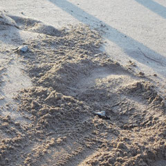 Schildkröte auf dem Weg zum Meer, Am Strand von Rethymnon, Kreta