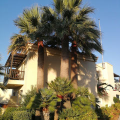 Bungalow, Grecotel Marine Palace, Kreta