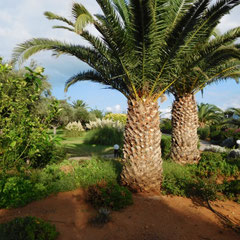 Gartenblick, Hotel Lyttos Beach, Kreta