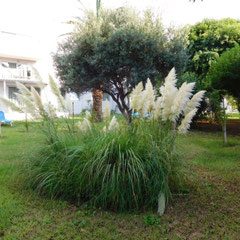 Garten, Hotel Lyttos Beach, Kreta