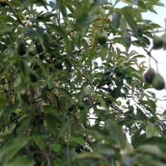 Olivenbaum, Agreco Farm, Kreta