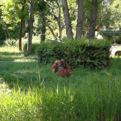 Tiere, Zoo Leipzig