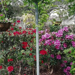 Le plaisir des rhododendrons au printemps