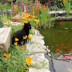 William le chat et ses amis les poissons rouges