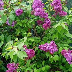 Embaumement du jardin avec le lilas très parfumé