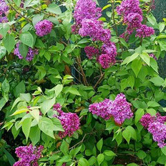 Embaumement du jardin avec le lilas très parfumé