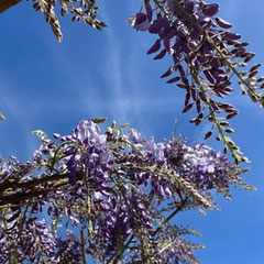 Généreuse et odorante glycine