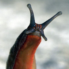 SLUG