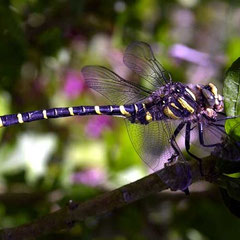 Dragon Fly