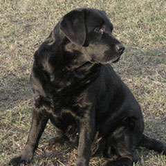 Alisha vom Zottbachtal  Shadow