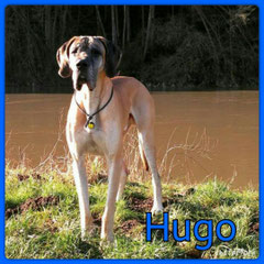 Deutsche Dogge Rüde