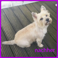 Cairn Terrier, getrimmt