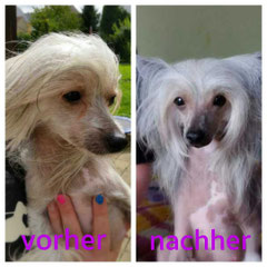 Chinese Crested Hündin