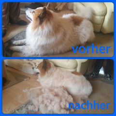 Elo Rüde, bei ihm wurde ein Teil der Unterwolle entfernt. Leider ohne Baden, mit wäre es noch deutlich mehr gewesen 