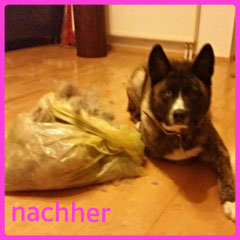 American Akita Hündin wurde die Unterwolle entfernt. 