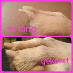Krallen gekürzt