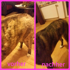 American Akita Hündin wurde die Unterwolle entfernt. 