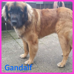 Leonberger Rüde, ihm wurde ein Teil der Unterwolle entfernt und die Konturen und Pfoten geschnitten. 
