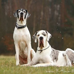 Deutsche Doggen, Rüde+ Hündin