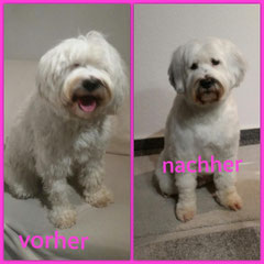 schon vorher kurz geschorener Tibet Terrier, ihm wurde die Unterwolle entfernt und in Form gebracht.