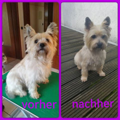Cairn Terrier, getrimmt