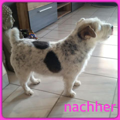 Jack Russel Mix, getrimmt