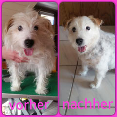 Jack Russel Mix, getrimmt