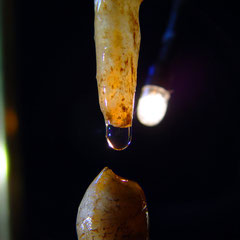 in vitro