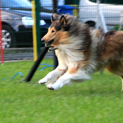 "Collierennen" beim Welpentreffen