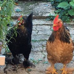 2 de nos hôtes : Sidonie la pondeuse à gauche et Marcel le jeune coq à droite