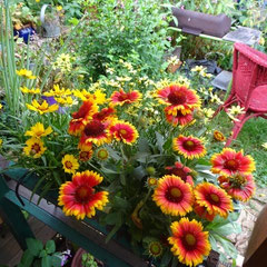 Gaillardes