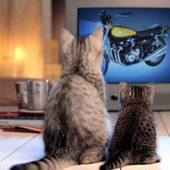 Même les chats kiffent la Z !!!....